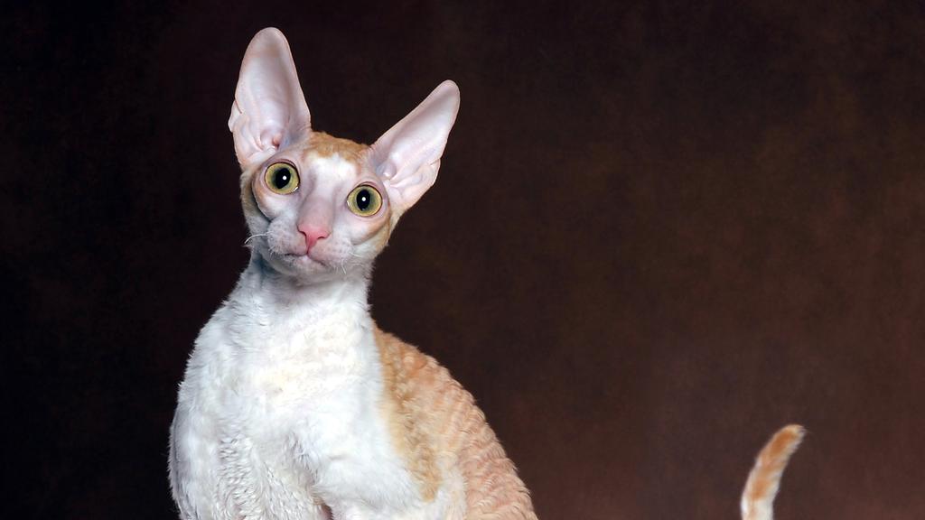 Cornish Rex