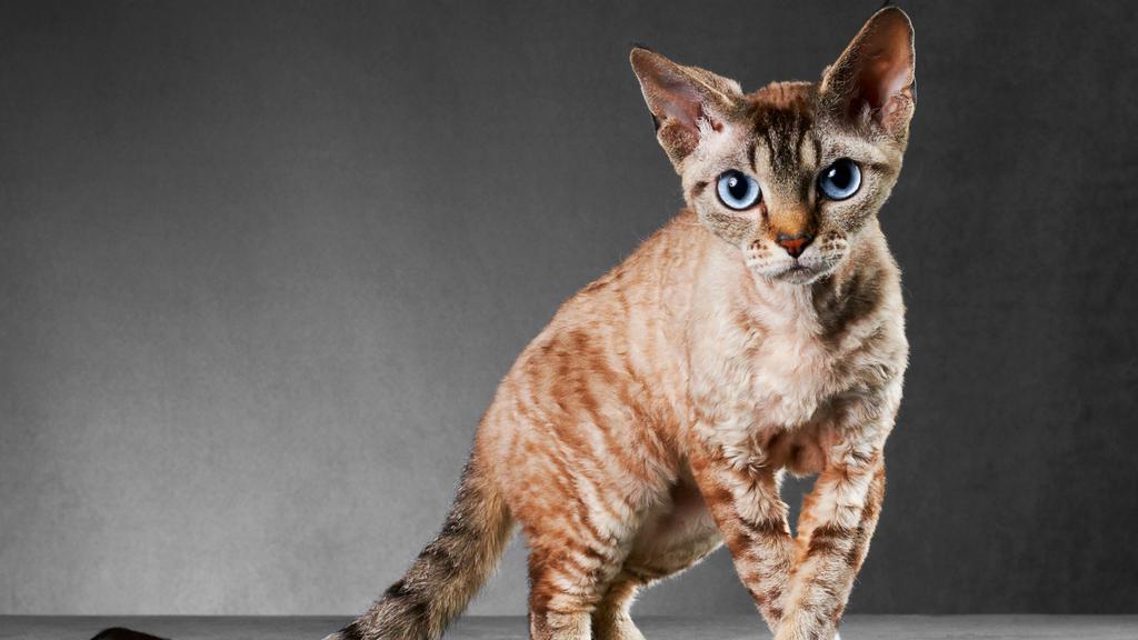 Cornish Rex