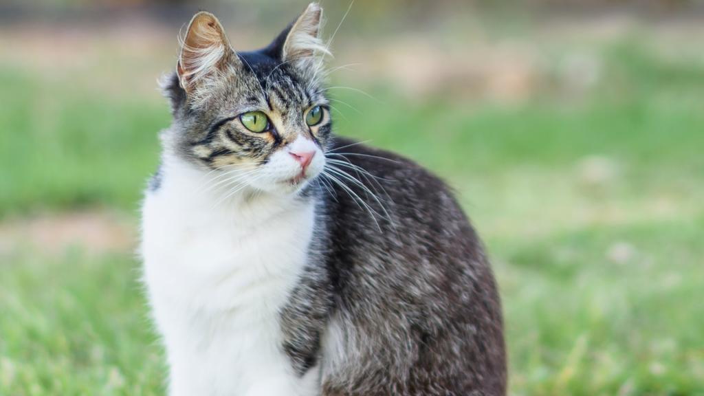 Exercise & Activity Needs icon