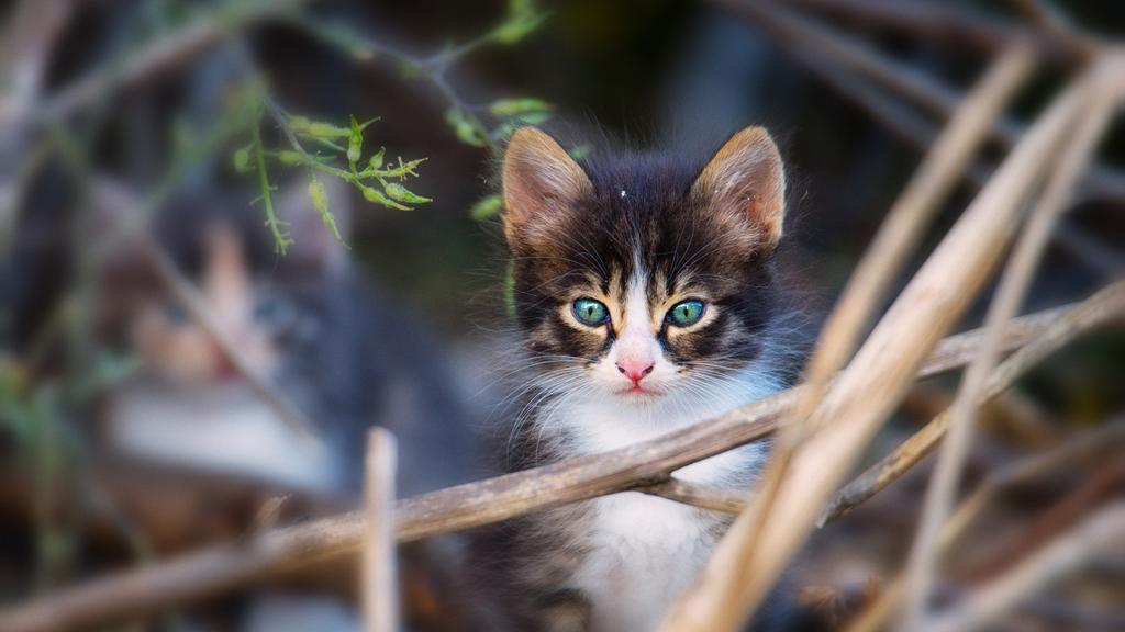 Financial Considerations icon