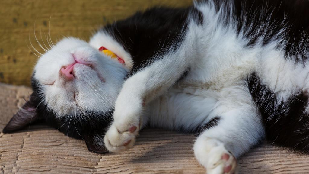 Temperament & Behavior icon