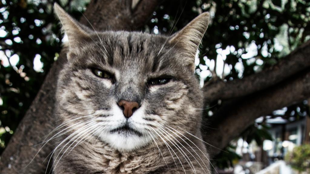 Suitability for First-Time vs. Experienced Owners icon