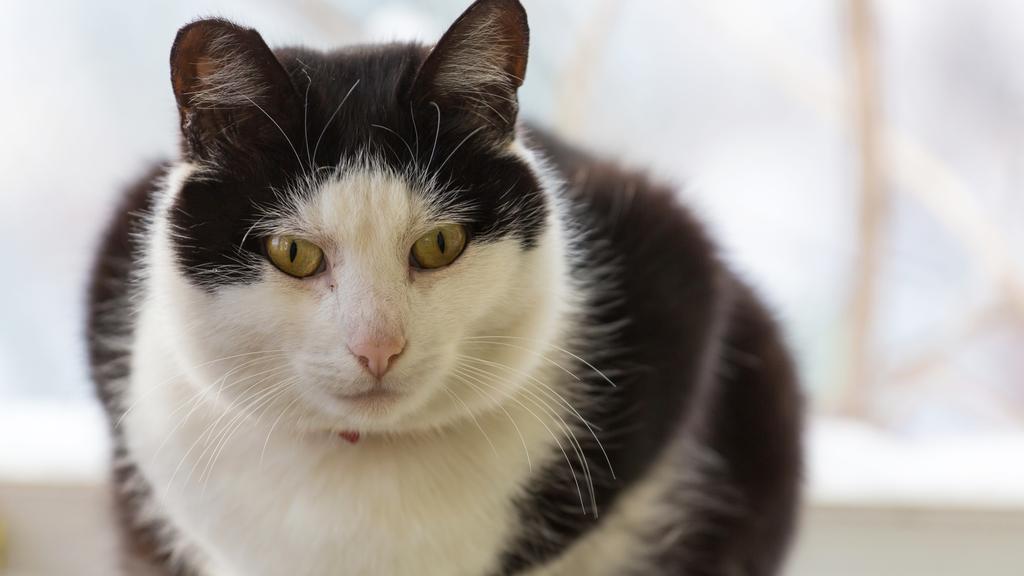 Adoption vs. Breeder Considerations icon