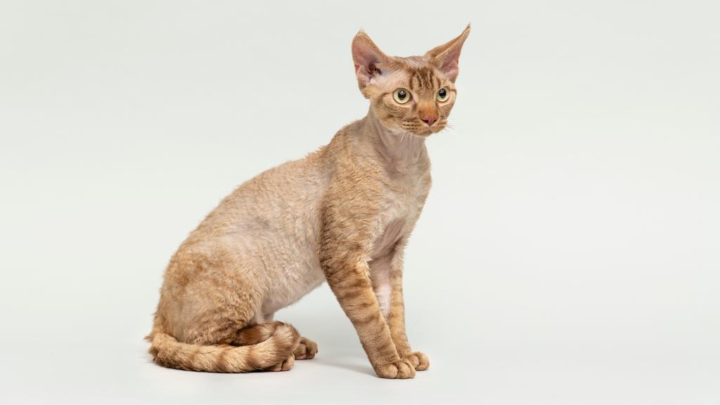 Temperament & Behavior icon