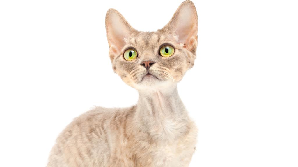 Devon Rex