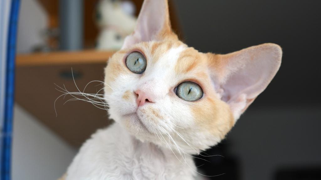 Devon Rex
