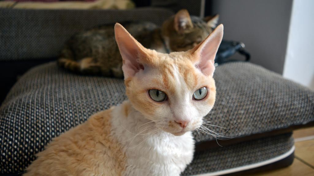 Devon Rex