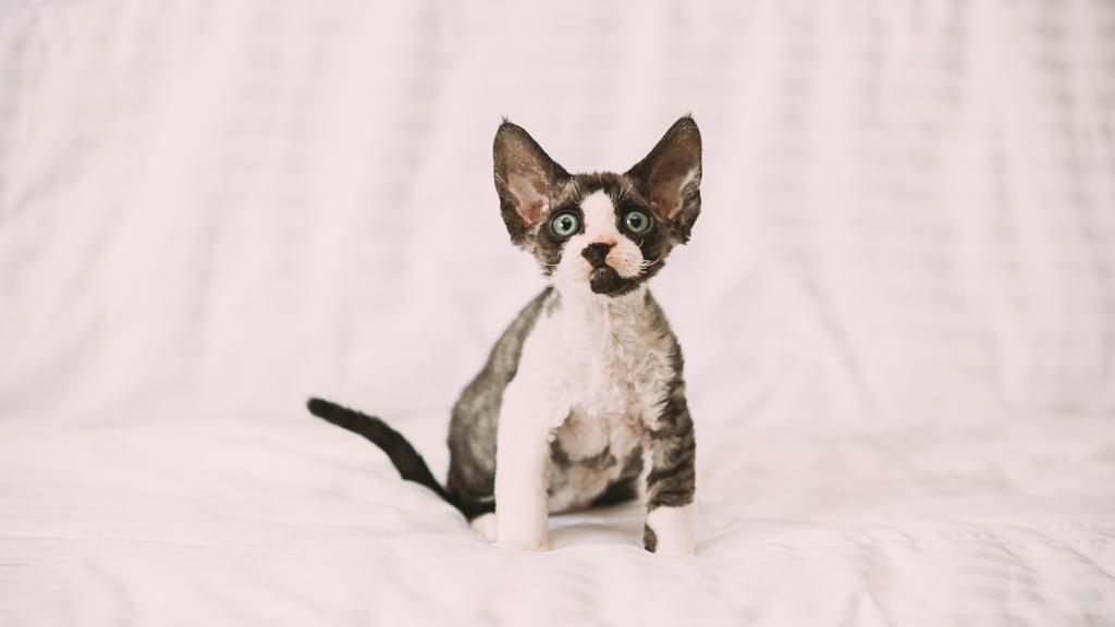Devon Rex