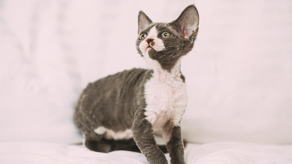 Devon Rex