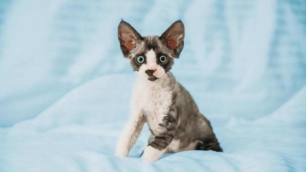 Grooming & Health icon