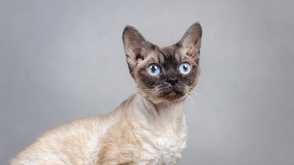 Devon Rex