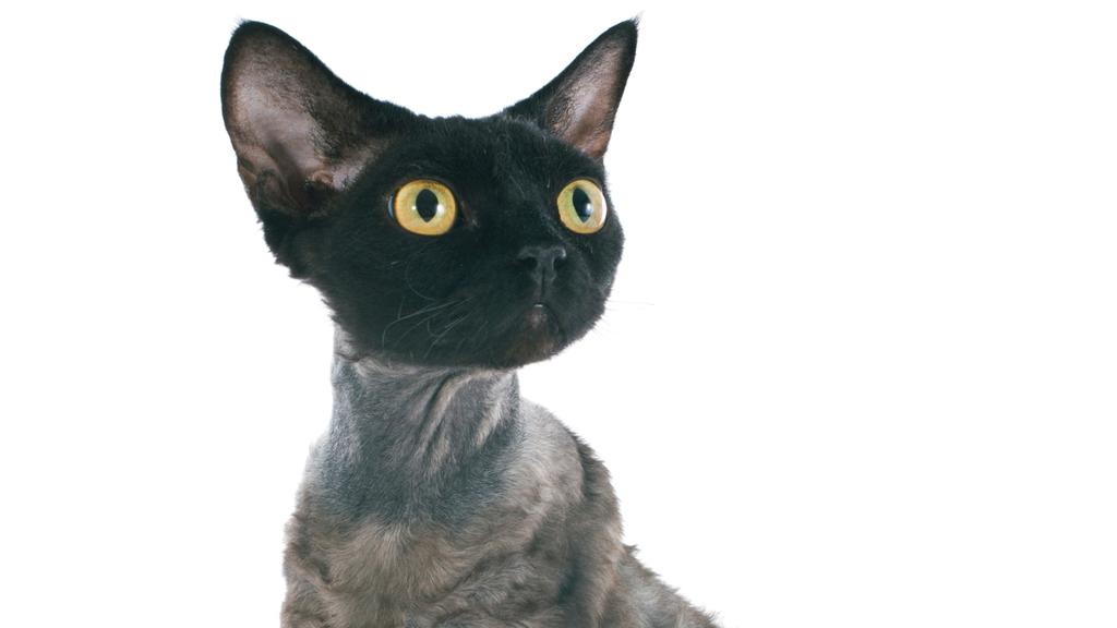 Devon Rex