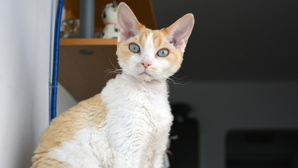 Devon Rex