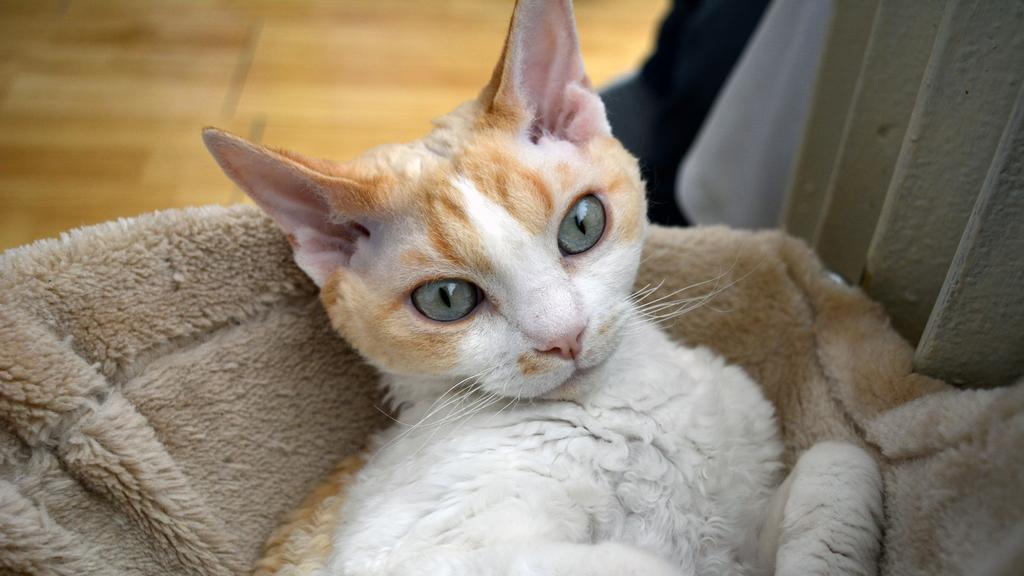 Devon Rex