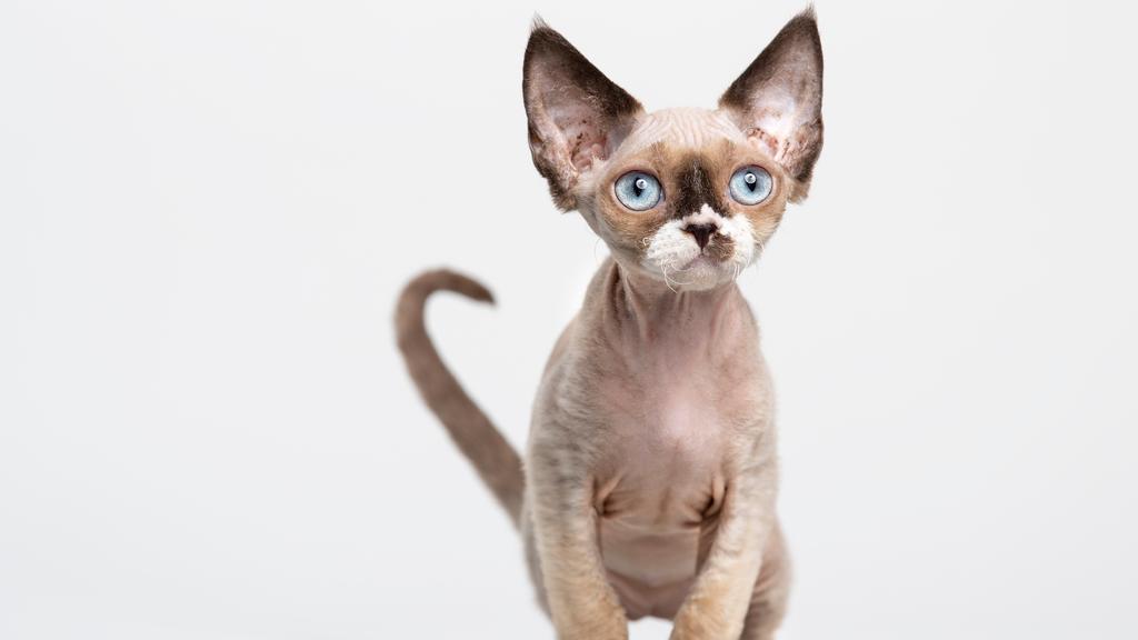 Devon Rex