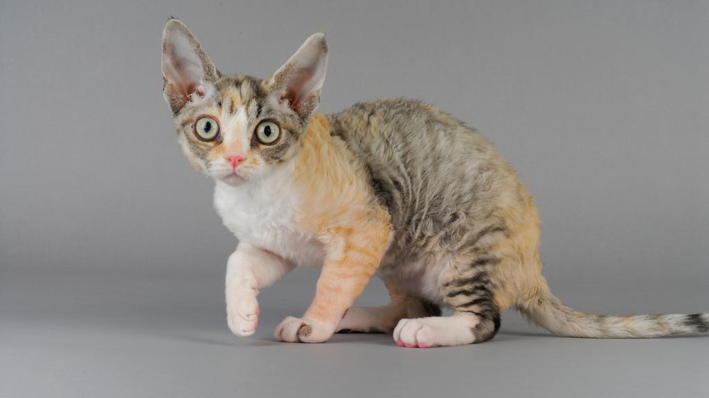 Devon Rex