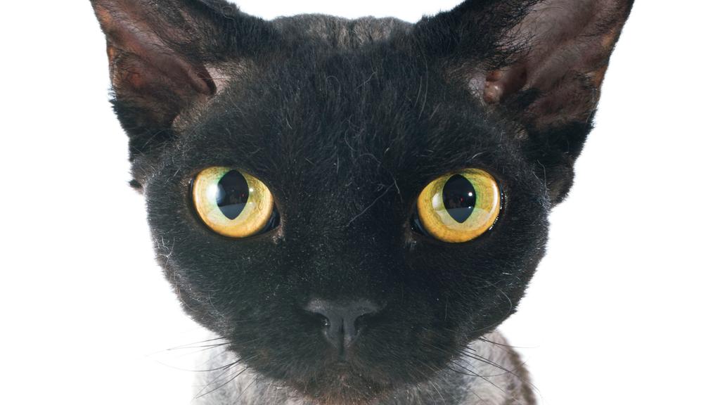 Devon Rex