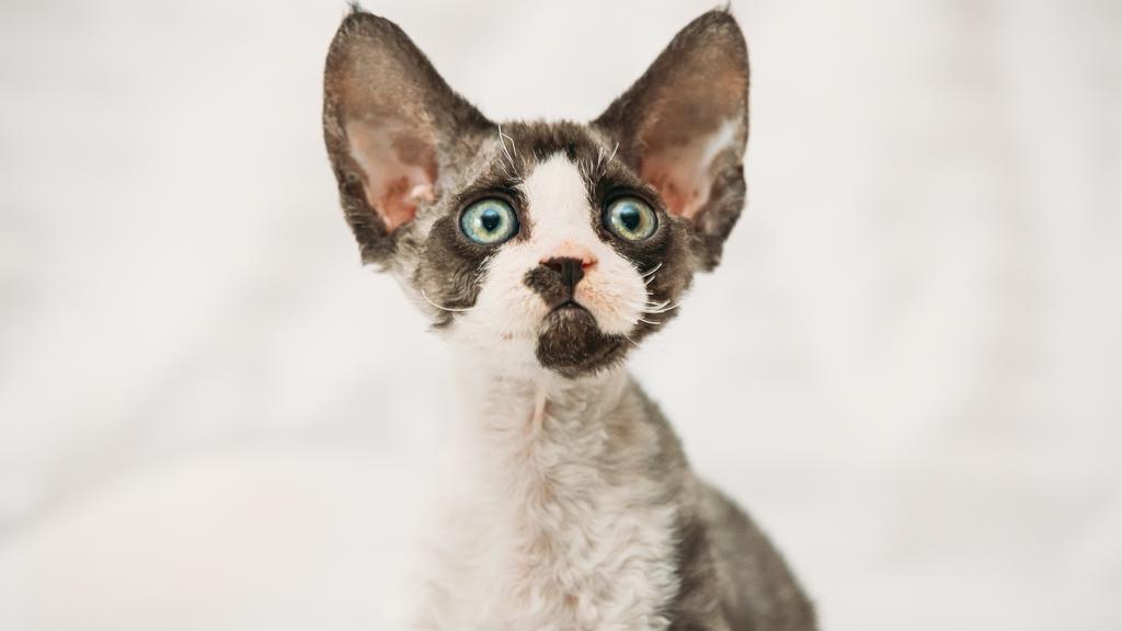 Devon Rex