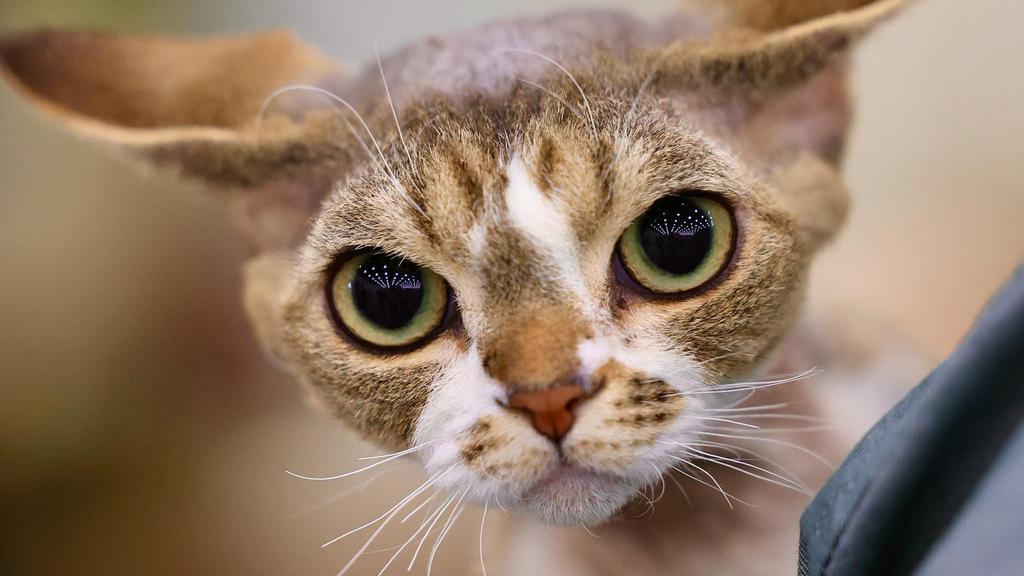 Devon Rex
