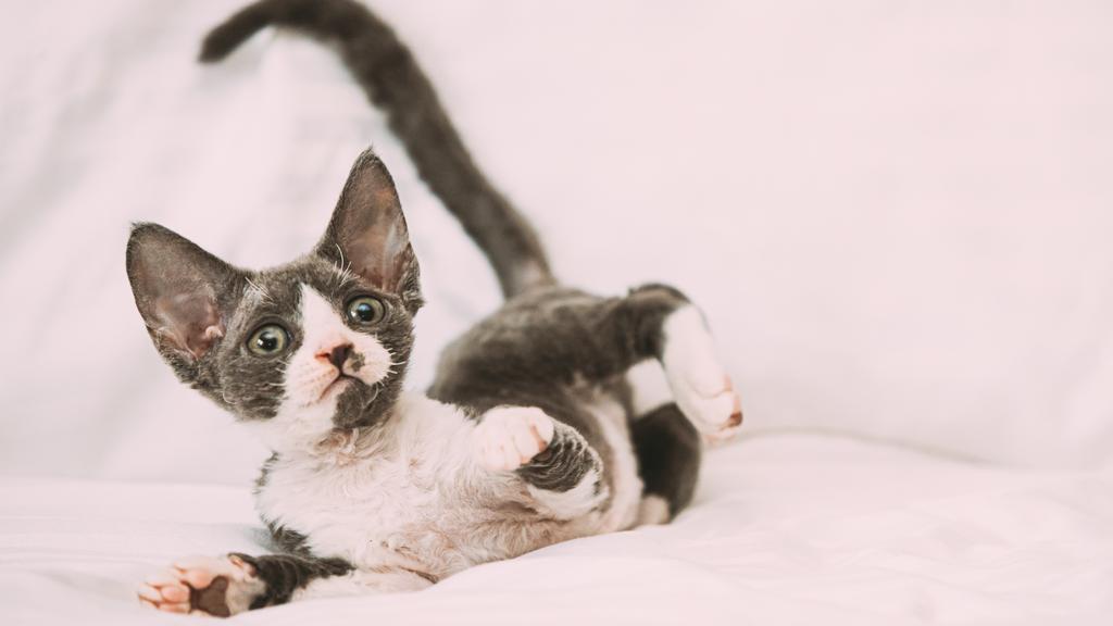 Devon Rex