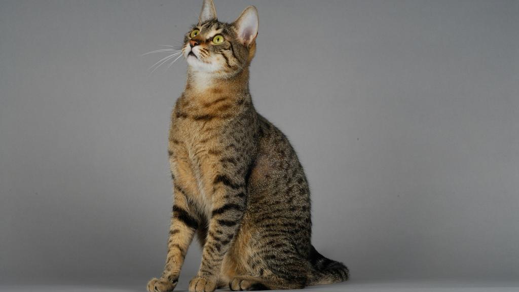 Egyptian Mau