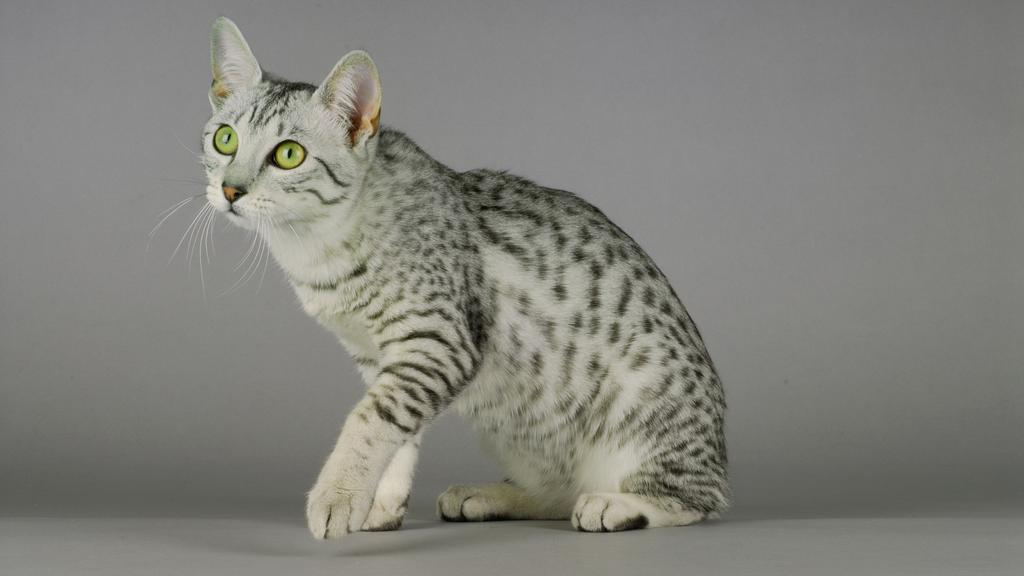 Egyptian Mau