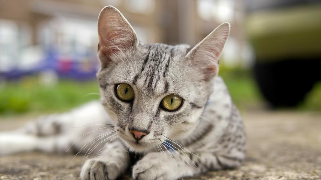 Egyptian Mau