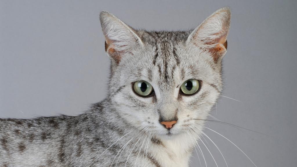 Grooming & Health icon