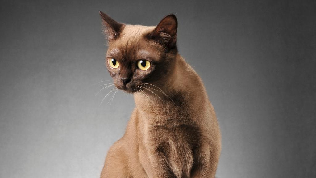 European Burmese