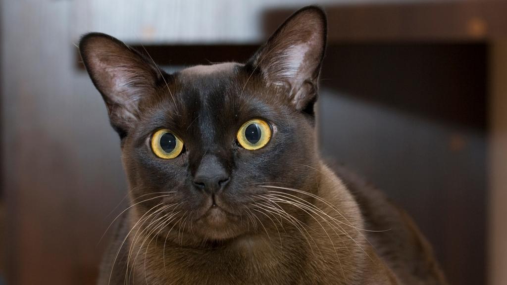 European Burmese
