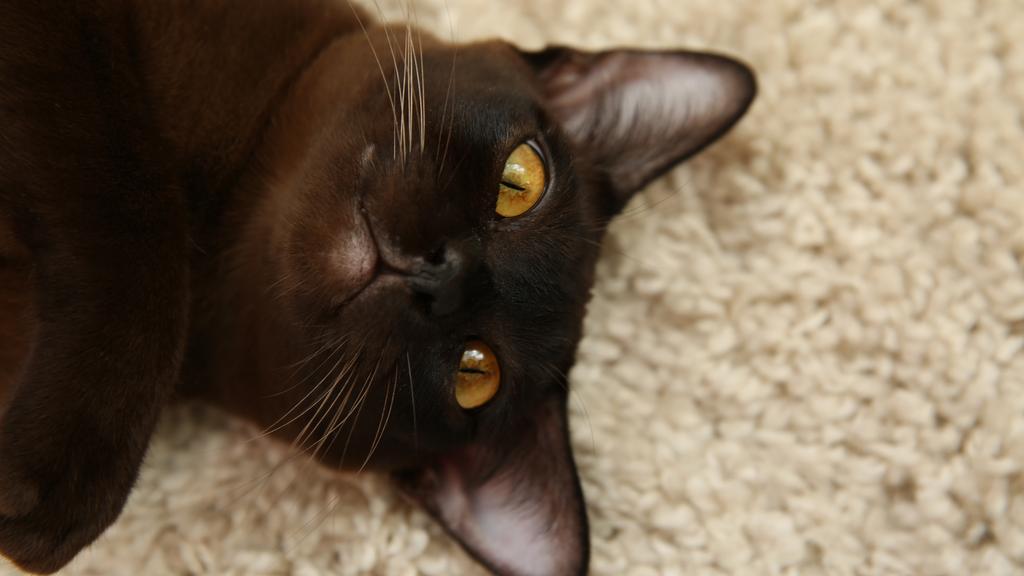 European Burmese