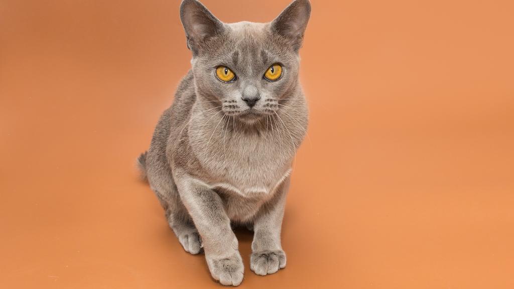 European Burmese