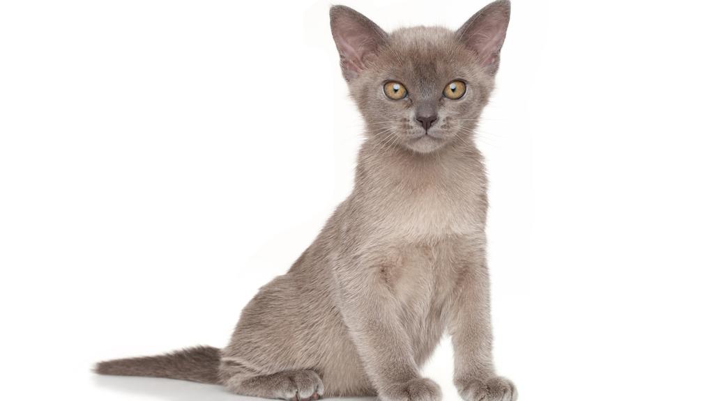 European Burmese