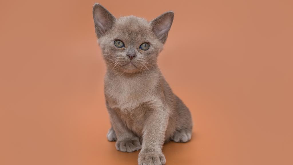 European Burmese