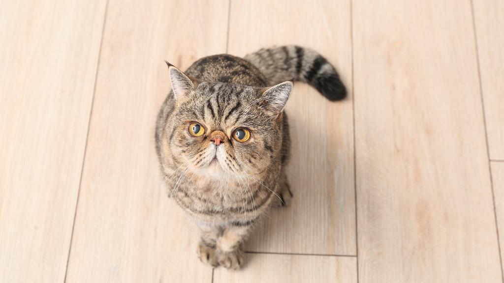 Exotic Shorthair