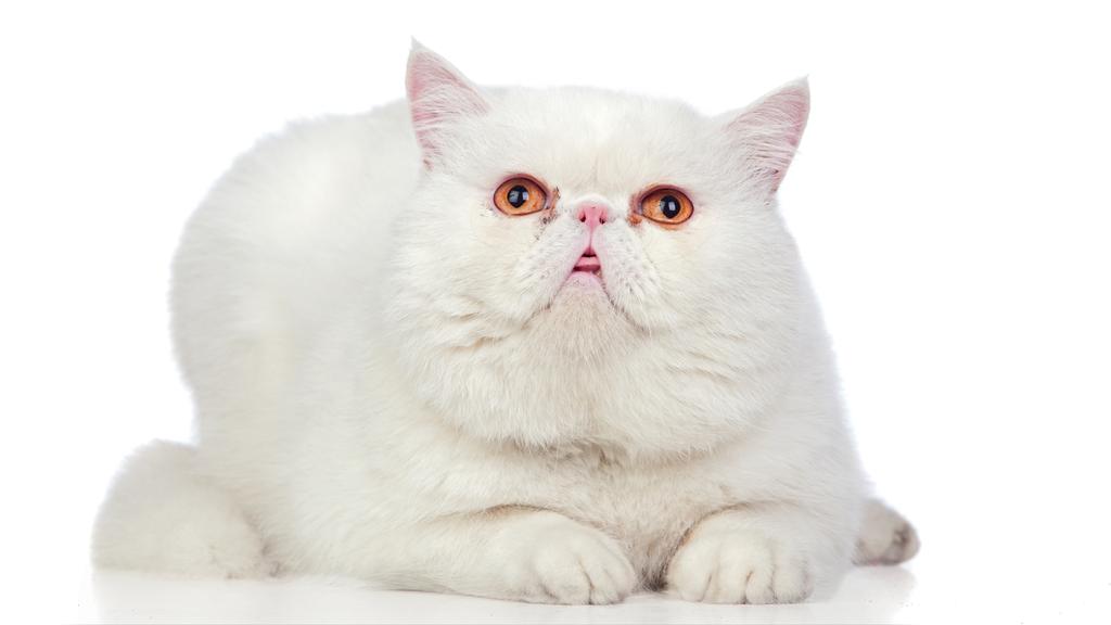 Exotic Shorthair