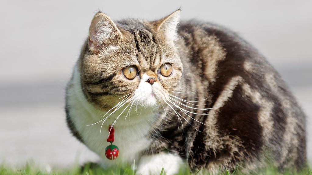 Exercise & Activity Needs icon