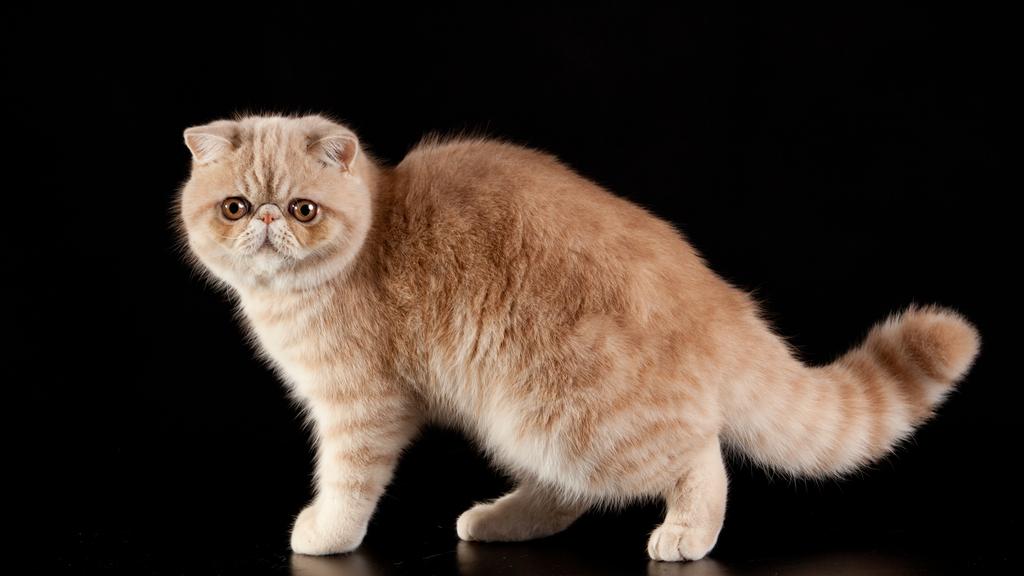 Exotic Shorthair
