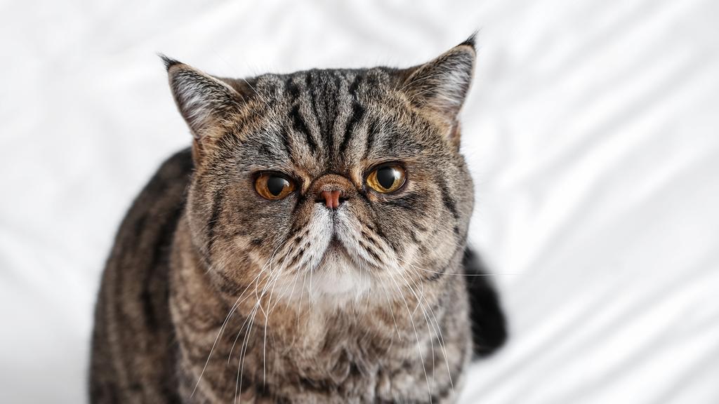 Exotic Shorthair