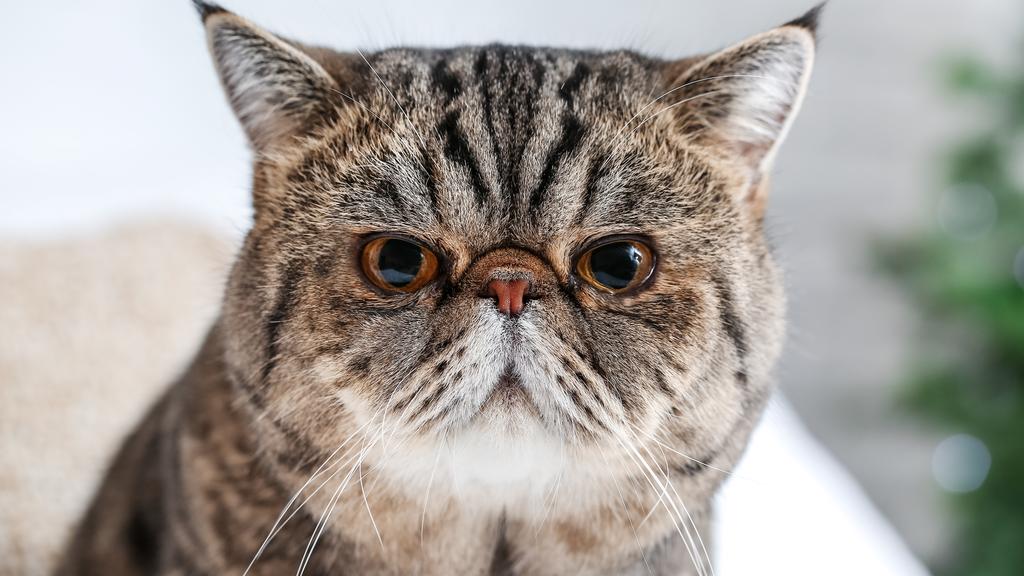 Exotic Shorthair
