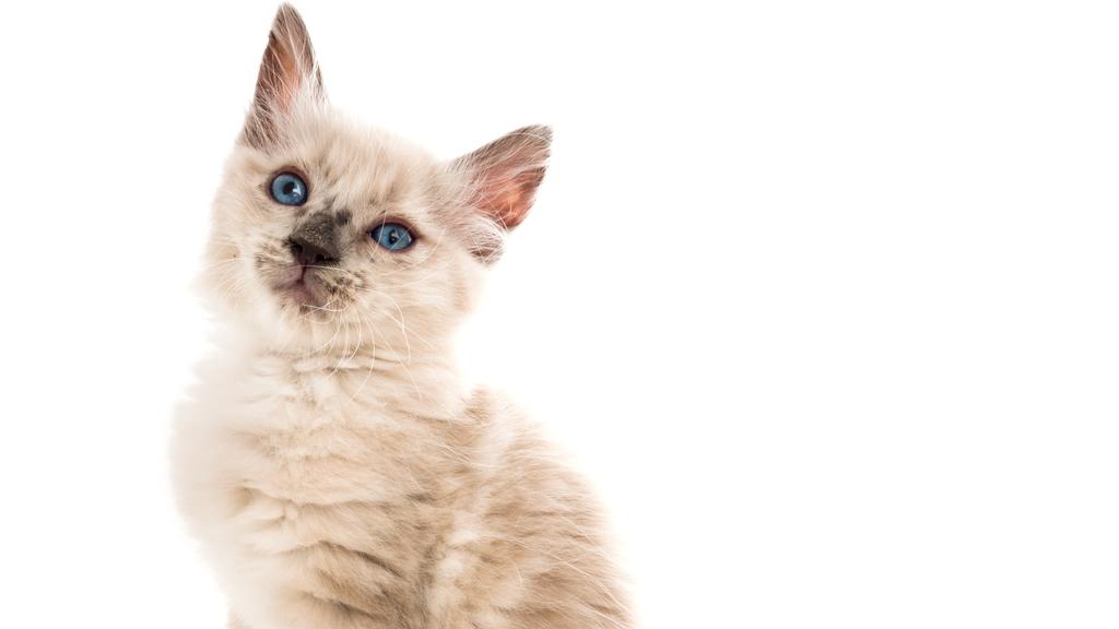 Suitability for First-Time vs. Experienced Owners icon