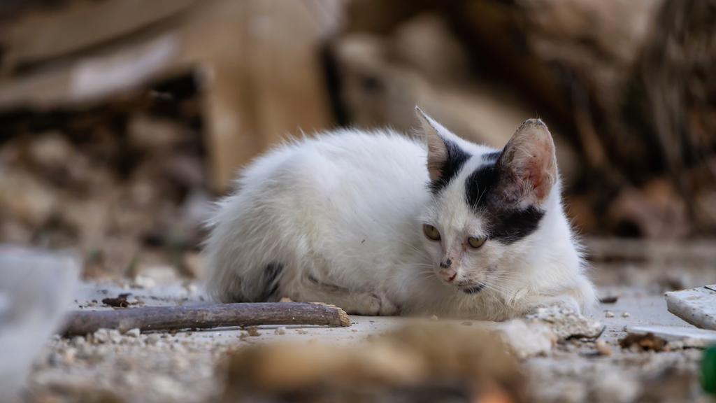 Financial Considerations icon