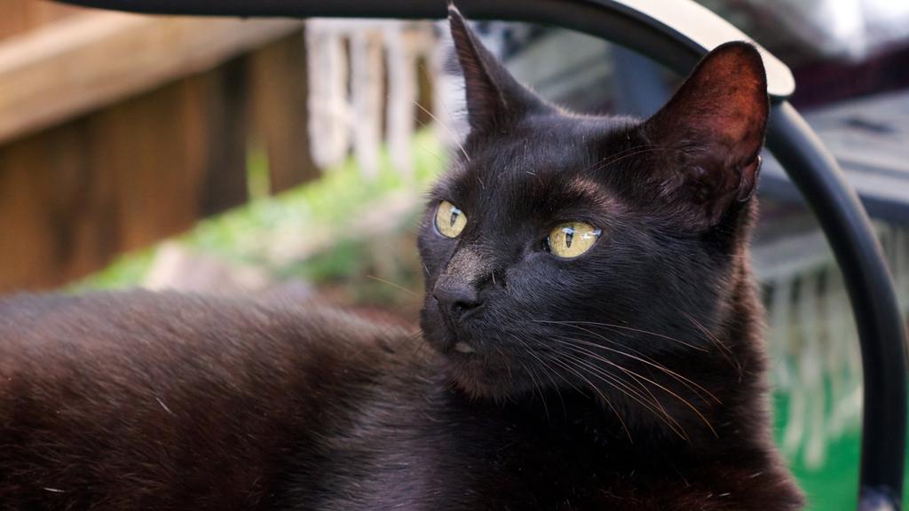 Grooming & Health icon