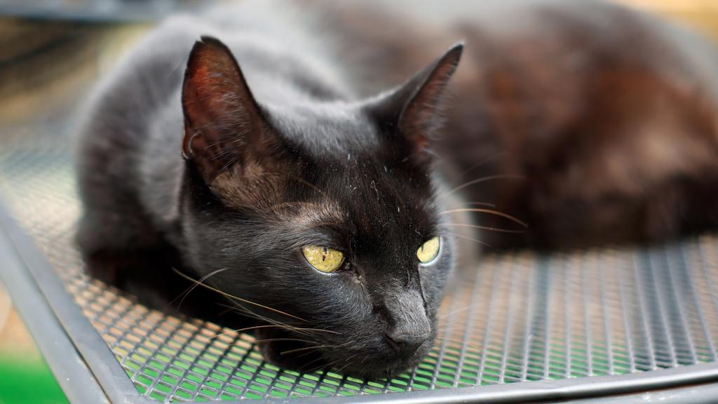 Temperament & Behavior icon