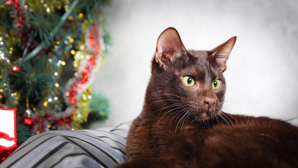 Life Stage Considerations icon