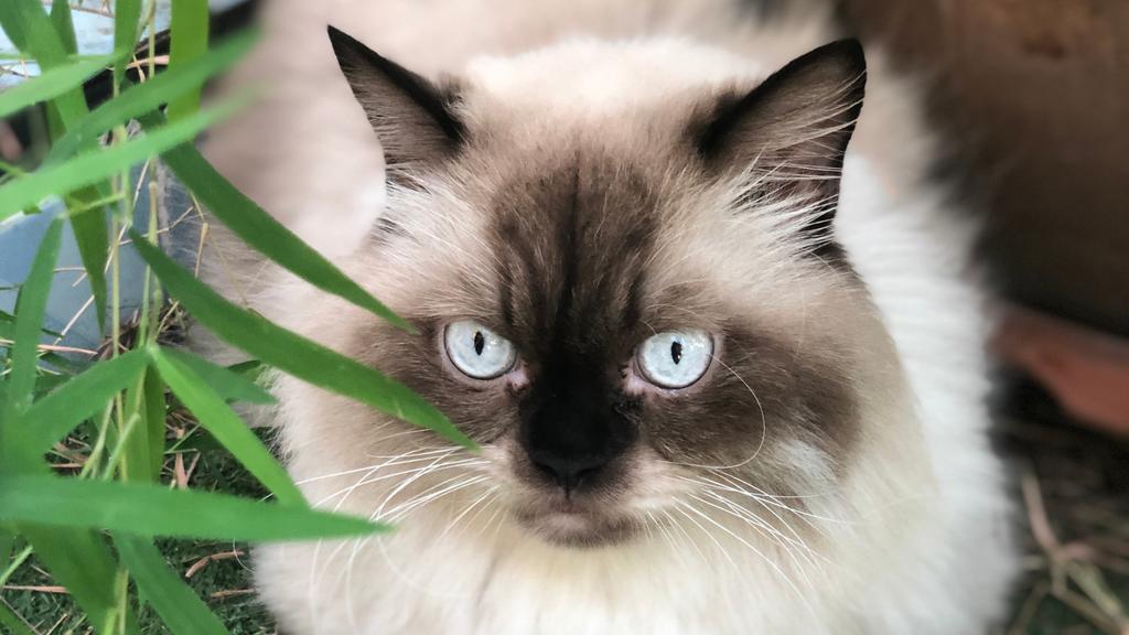 Life Stage Considerations icon