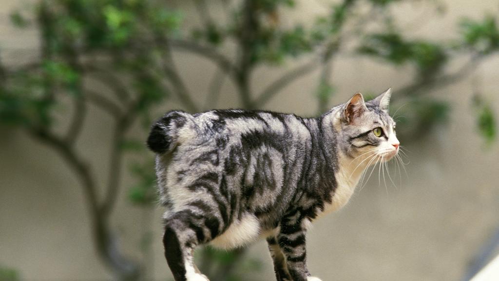 Japanese Bobtail