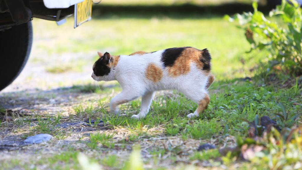 Japanese Bobtail