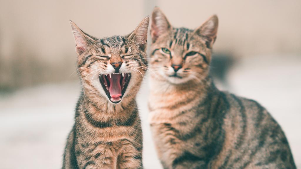 Grooming & Health icon