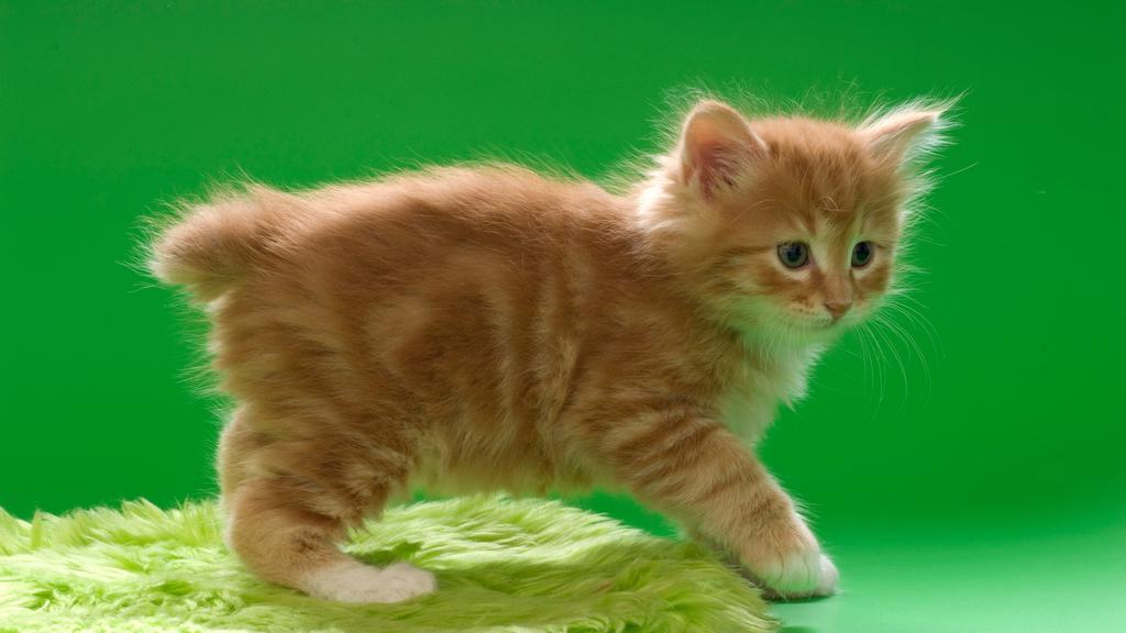 Kurilian Bobtail